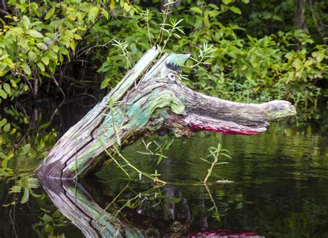 Gator Tree Withlacoochee River Florida Paddle Notes