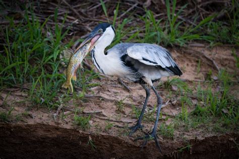 Garza De Cocoi Que Se Coloca Con Los Pescados En Pico Imagen De Archivo