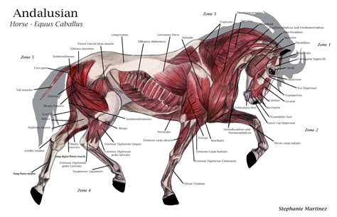 Horse Anatomy Diagram