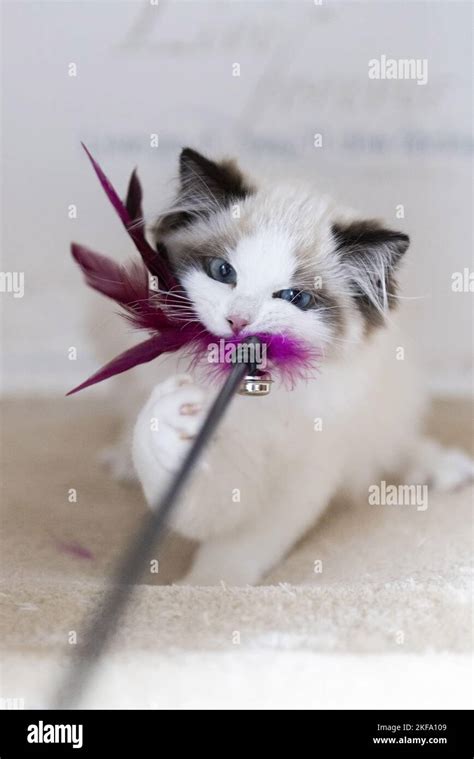 playing Ragdoll Kitten Stock Photo - Alamy