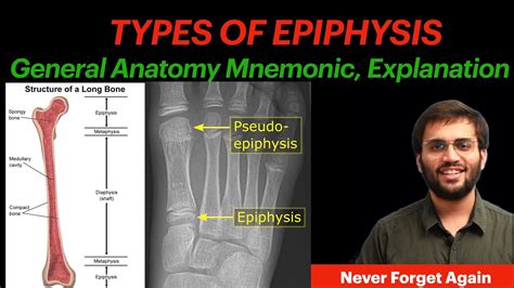 General Anatomy Types Of Epiphysis Mnemonic Explanation Anatomy