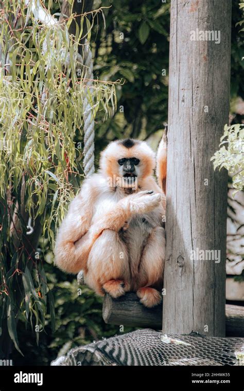 White Cheeked Gibbon Lounging Around Stock Photo Alamy