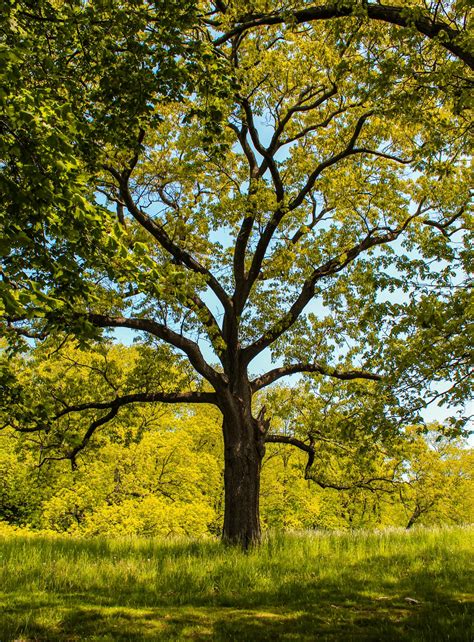 Growing Trees From Seed A Practicalto Growing Trees Vines And Shrubs 9