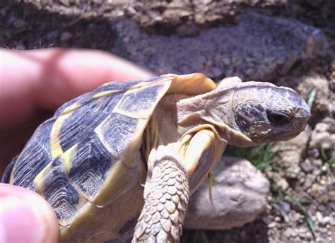 Tortue D Hermann M Le Ou Femelle Varoise