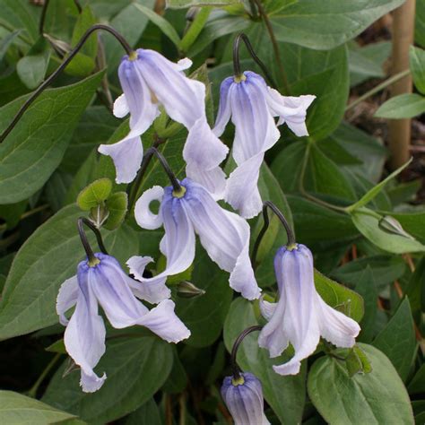 Clématite Clematis Integrifolia Twinkle® Zotwi Une Variété Herbacée