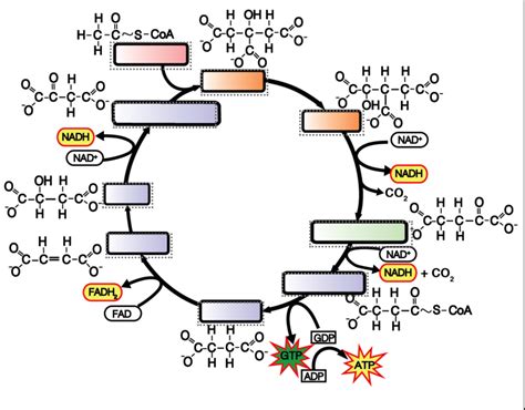 Citric Acid Cycle