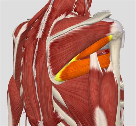 The Teres Major And Minor Tell Me How You Really Feel