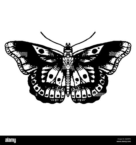 Moth silhouette isolated on white background Stock Vector Image & Art ...