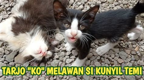 BARU KALI INI KUCING TARJO KO MELAWAN SI KUNYIL TEMI YouTube