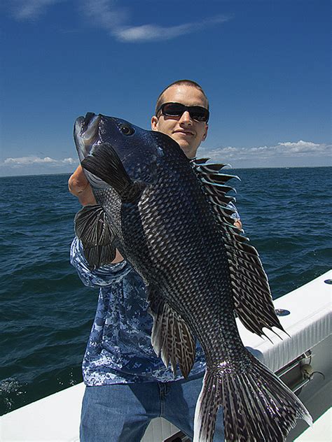 How To Catch Black Sea Bass On The Water Edusvetgobgt