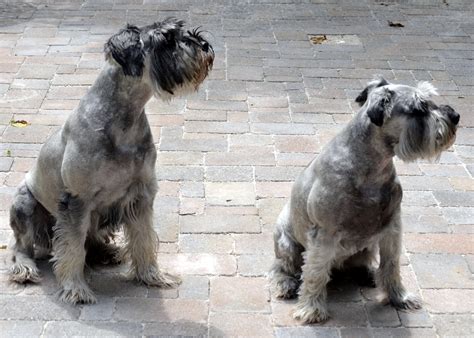 dogs trampling the garden | Perennial Pastimes