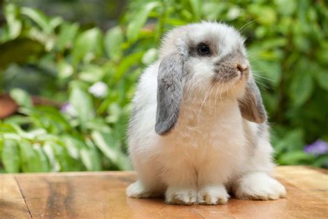 5 Things You Need To Know About Holland Lop Rabbits Rabbit Lala