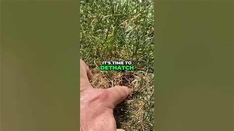 Easy Lawn Dethatching Tips - YouTube