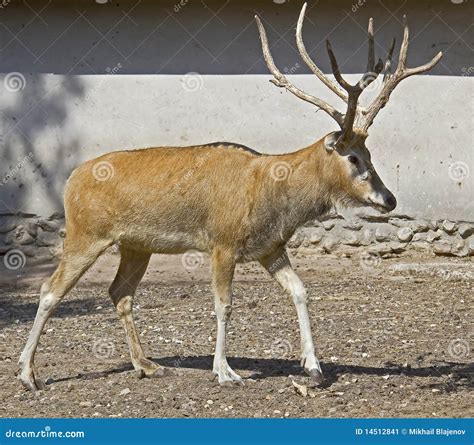 Pere David Deer Royalty-Free Stock Photography | CartoonDealer.com ...