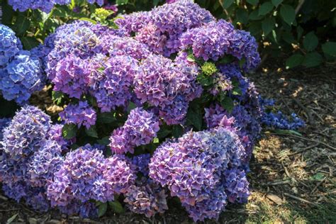 Hydrangea Macrophylla Piamina Woodleigh Nursery