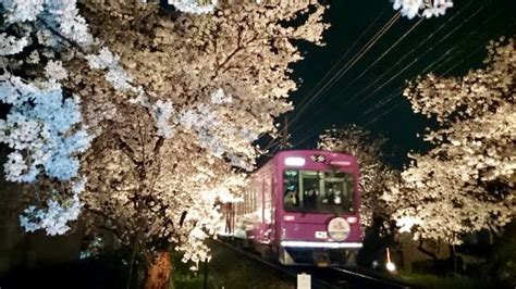 車内で夜桜 嵐電”桜のトンネル”ライトアップ「夜桜電車」運行 鉄道ニュース 鉄道チャンネル