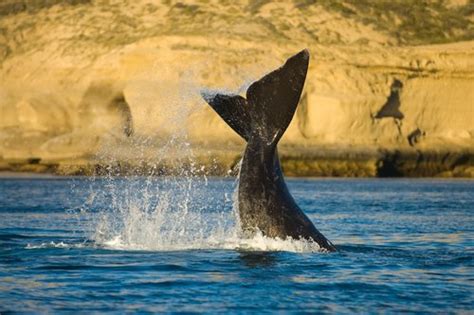 5 Best Wildlife Experiences in Argentina | kimkim