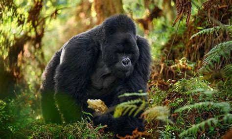 A Complete Guide To Gorilla Trekking In Uganda Uganda Safaris