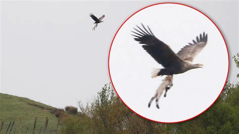 Sea Eagle Seizes Lamb And Carries It Off In Scotland Uk News Sky News