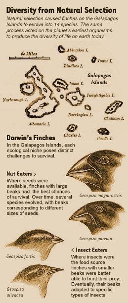 Beaks Of Finches Lab Pdf