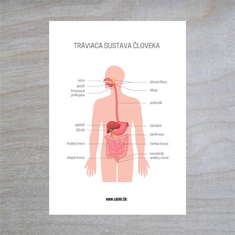 VNÚTORNÉ ORGÁNY tela 3 plagáty A3 Biológia UčiteliaUčiteľom sk