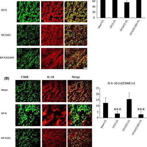 Immunohistochemical Staining Of M And M Macrophage Phenotype In The