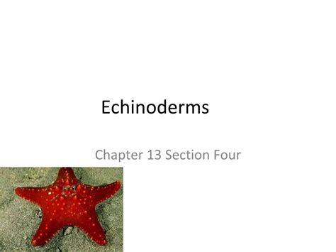 Echinoderms Ppt