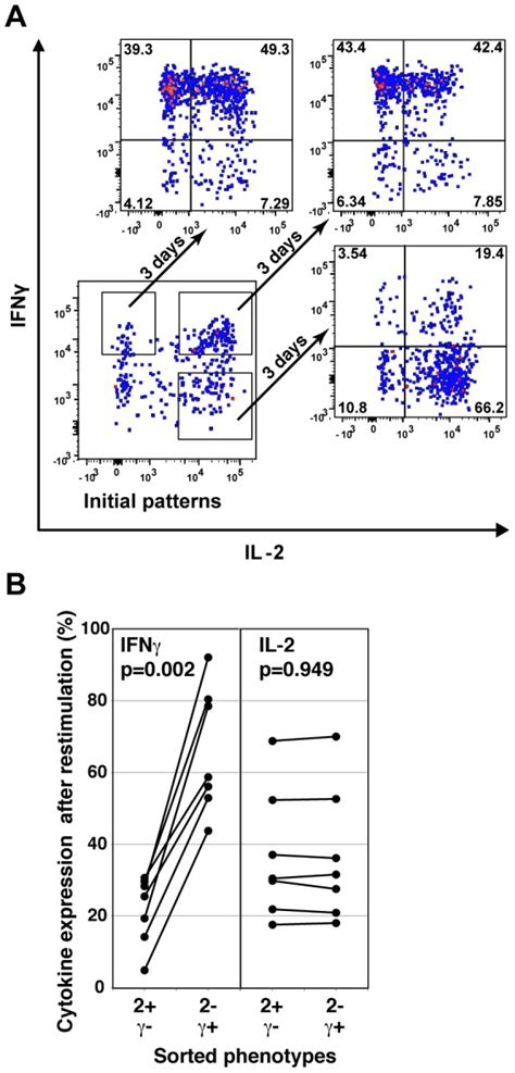 Human Pbmc Were Stimulated With Seb And The 2γ 2γ And 2 γ Cells