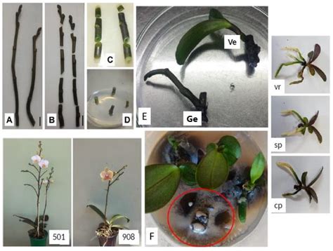 Micropropagation from Inflorescence Nodal Segments of Phalaenopsis and