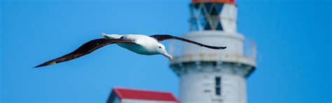 royal albatross centre wildlife history  otago peninsula