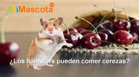 Los H Msters Pueden Comer Cerezas Alimascota Es