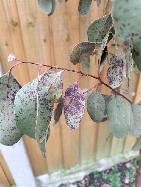 Eucalyptus Tree Wilting — Bbc Gardeners World Magazine