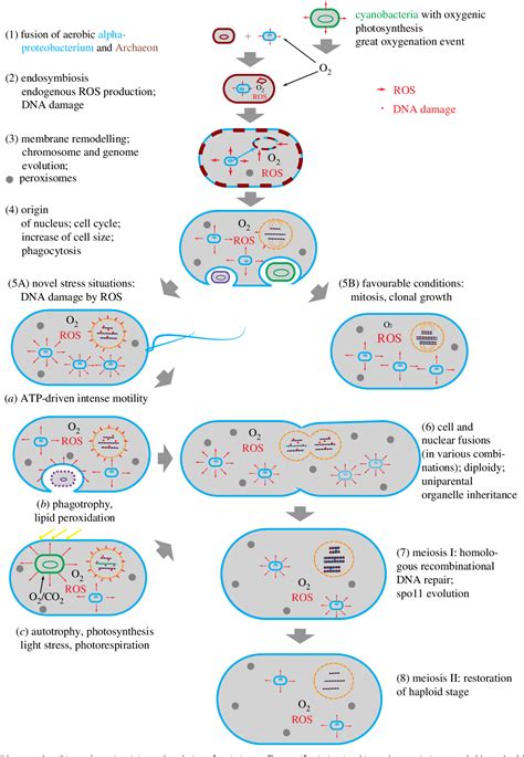 Figure 1 From How Oxygen Gave Rise To Eukaryotic Sex Semantic Scholar