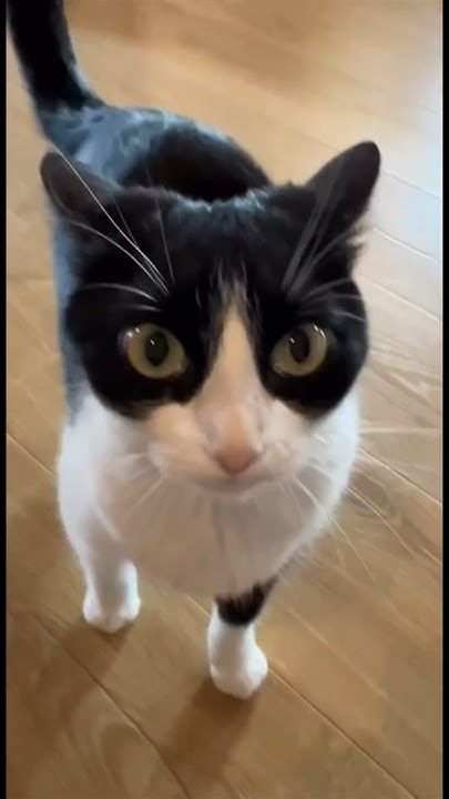 Завлекаем кота когтеточкой Томми Кэт 😺 #безкотаижизньнета #томмикэт # ...