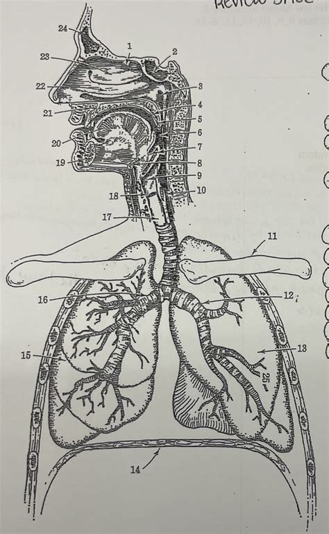 Diagram Of Respiratory System Final Diagram Quizlet