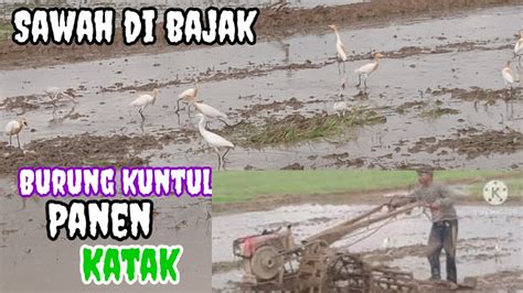 SAWAH DI BAJAK BURUNG KUNTUL PANEN KATAK YouTube