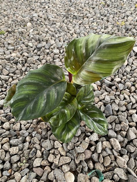 4 Calathea Fasciata Cal Greenhouses