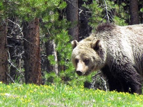 Our Beautiful Blond Grizzly Bear