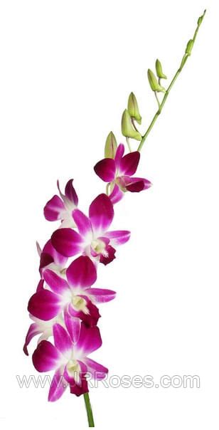 Purple Dendrobium Orchids Buy Bulk Flowers Jr Roses