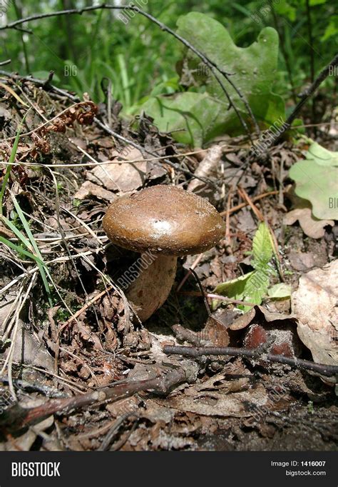 Flat-Cap Mushroom Stock Photo & Stock Images | Bigstock