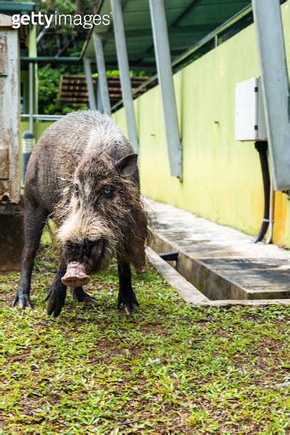 Bearded Pig Sus Barbatus Barbatus Feeding In Bako National Park