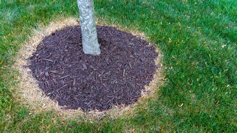 How to Correctly Mulch a Tree - LawnStar