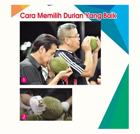 Cara Memilih Durian Yang Baik INFO PERTANIAN Online Majalah Pertanian