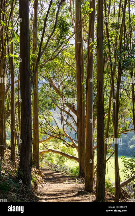 Path in Eucalyptus forest, California Stock Photo - Alamy