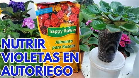 Alimentar Violetas Africanas En Autoriego Chuyito Jardinero Youtube