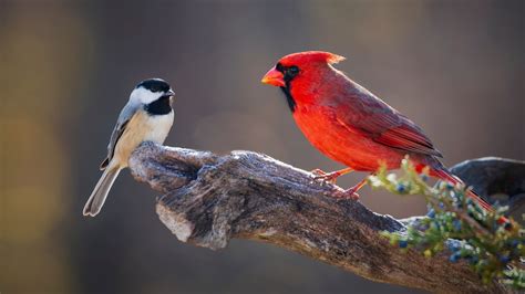 Cardinal Habitat and Behavior – Cardinal Memorials