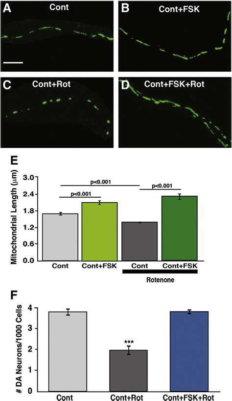 Rotenone Induced Mitochondrial Fission And Cell Death Is Attenuated In