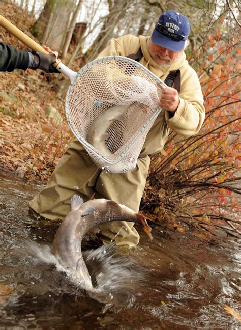 Deep Nearly Done Stocking Atlantic Salmon For Fall