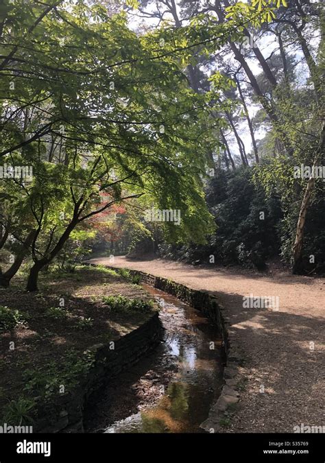 Spring Wander Through The Forest Stock Photo Alamy