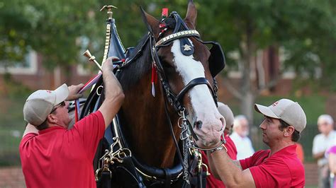 Budweiser Clydesdale to visit the Upstate - GREENVILLE JOURNAL